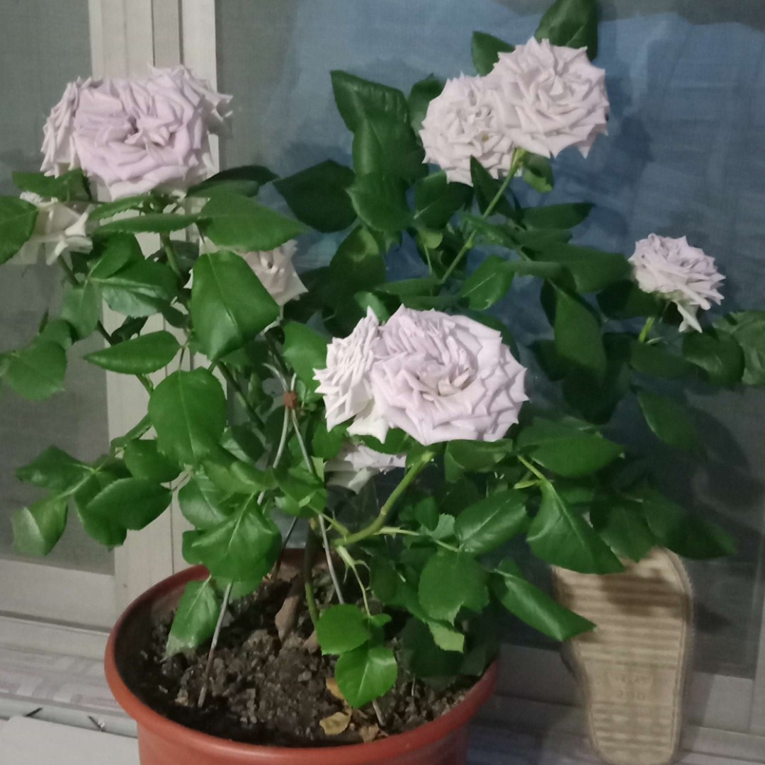 爱吃坚果炒饭的团子