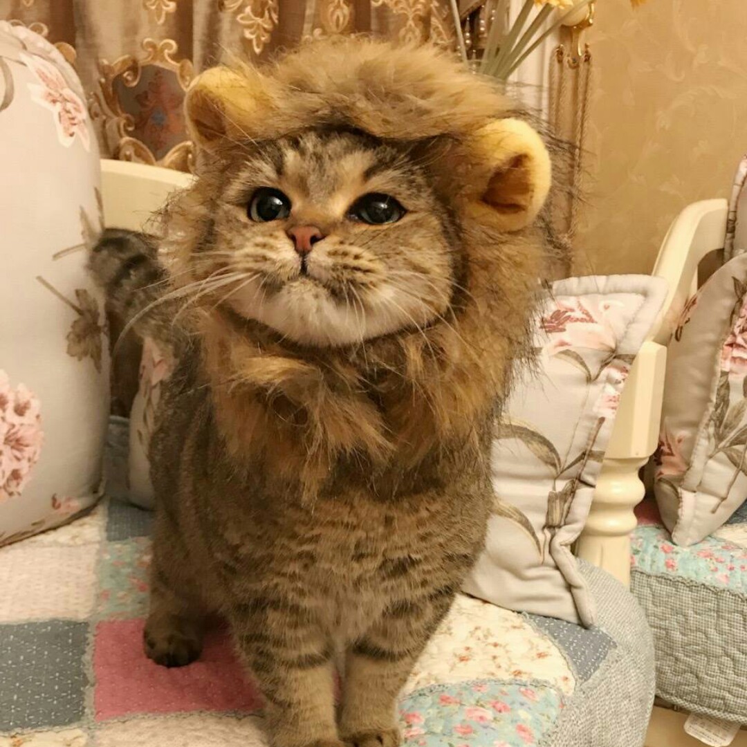 糯米团子白滚滚