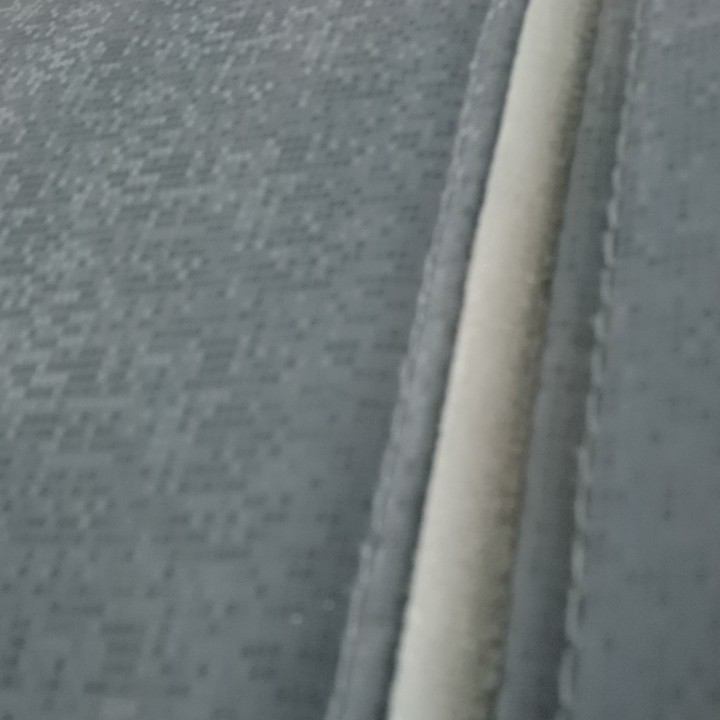 暗紫色的显脉星蕨