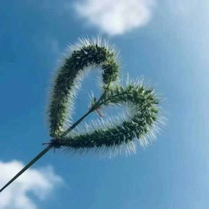 爱吃杂豆馒头的懒羊羊