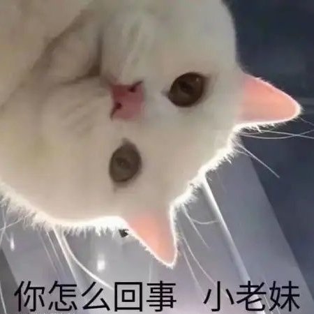 猛龙不萌
