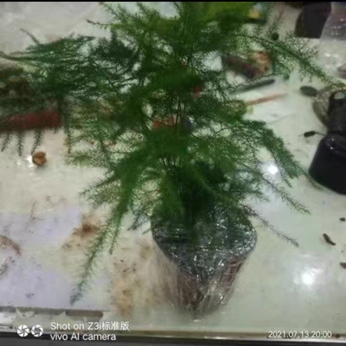 我是农村一朵花