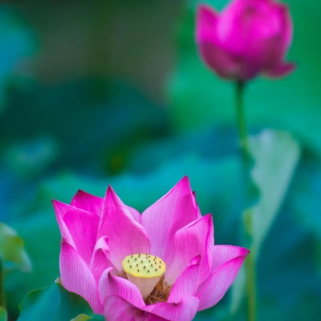 浅黄的一代天骄