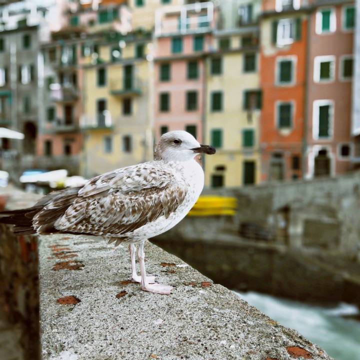 开心常伴喜洋洋