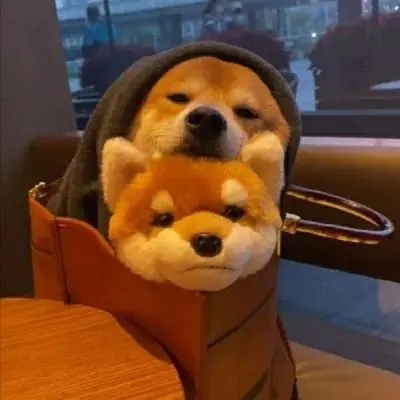 爱吃当归煮蛋的风铃草