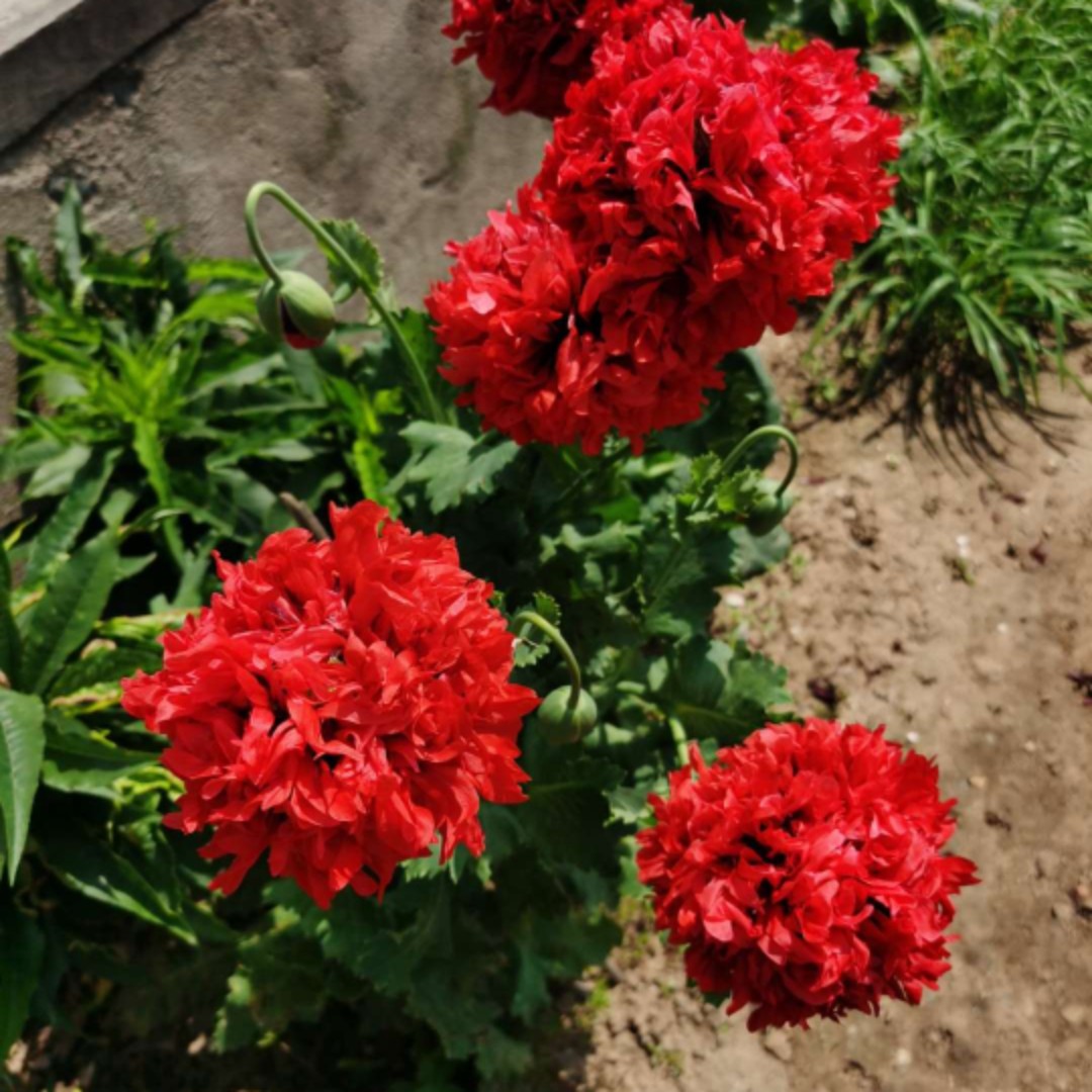 爱吃蛋黄小饼的天天