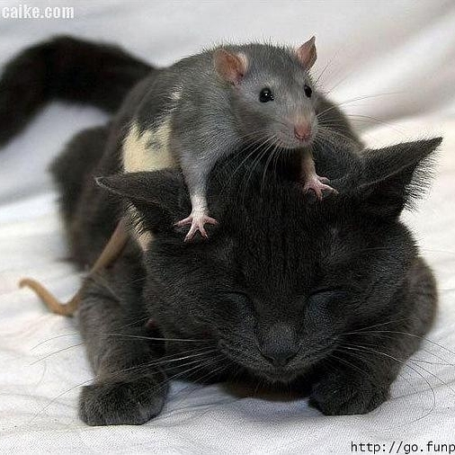 老鼠爱大咪传奇1