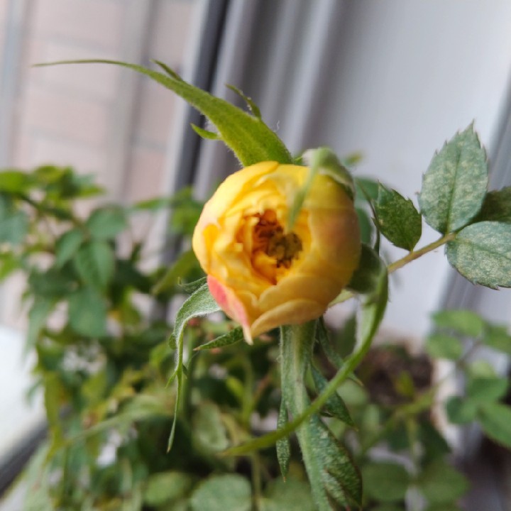 爱吃金钩菜心的守候者b6