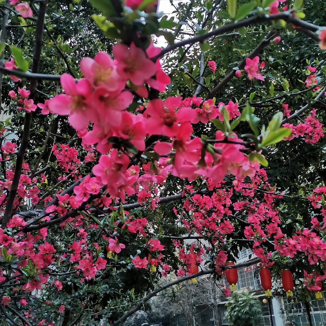 爱吃水果的妞妞