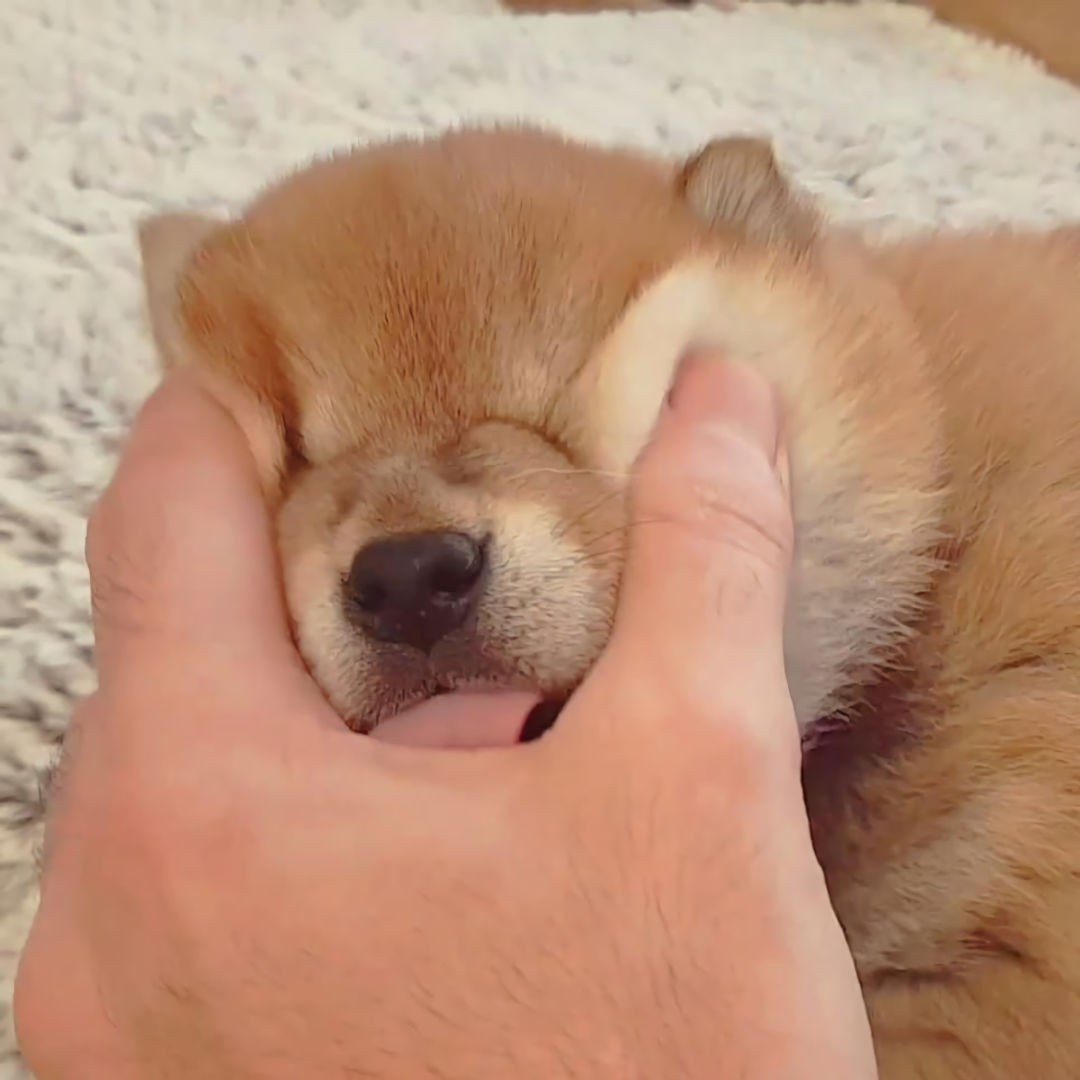 日系少年大鹅酱