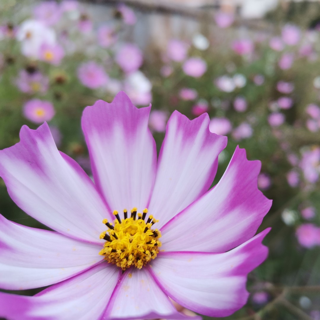 爱吃香香酥肉的曲奇