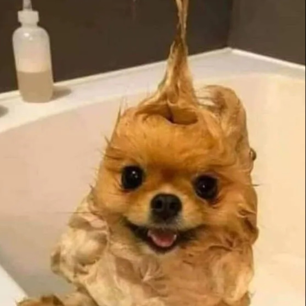 大西洋逃跑的苡仁