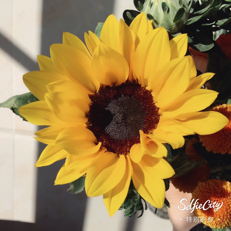 精灵有态度并存