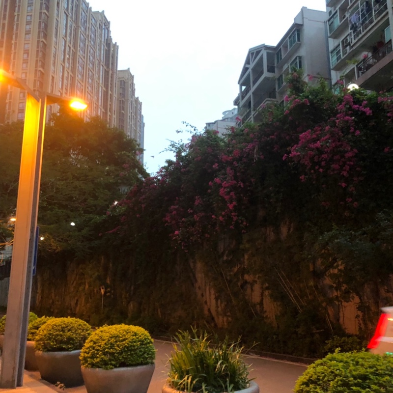 西南尽职的黄芪