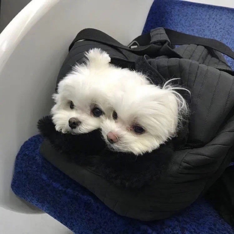 紫菜你的小虾米