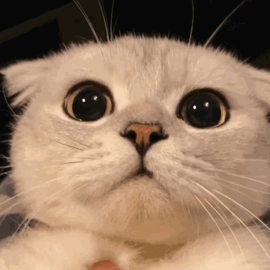 莫愁路高贵的地黄