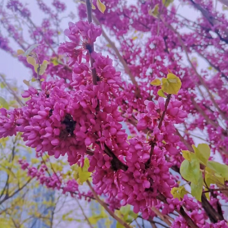 深红色的益母草属