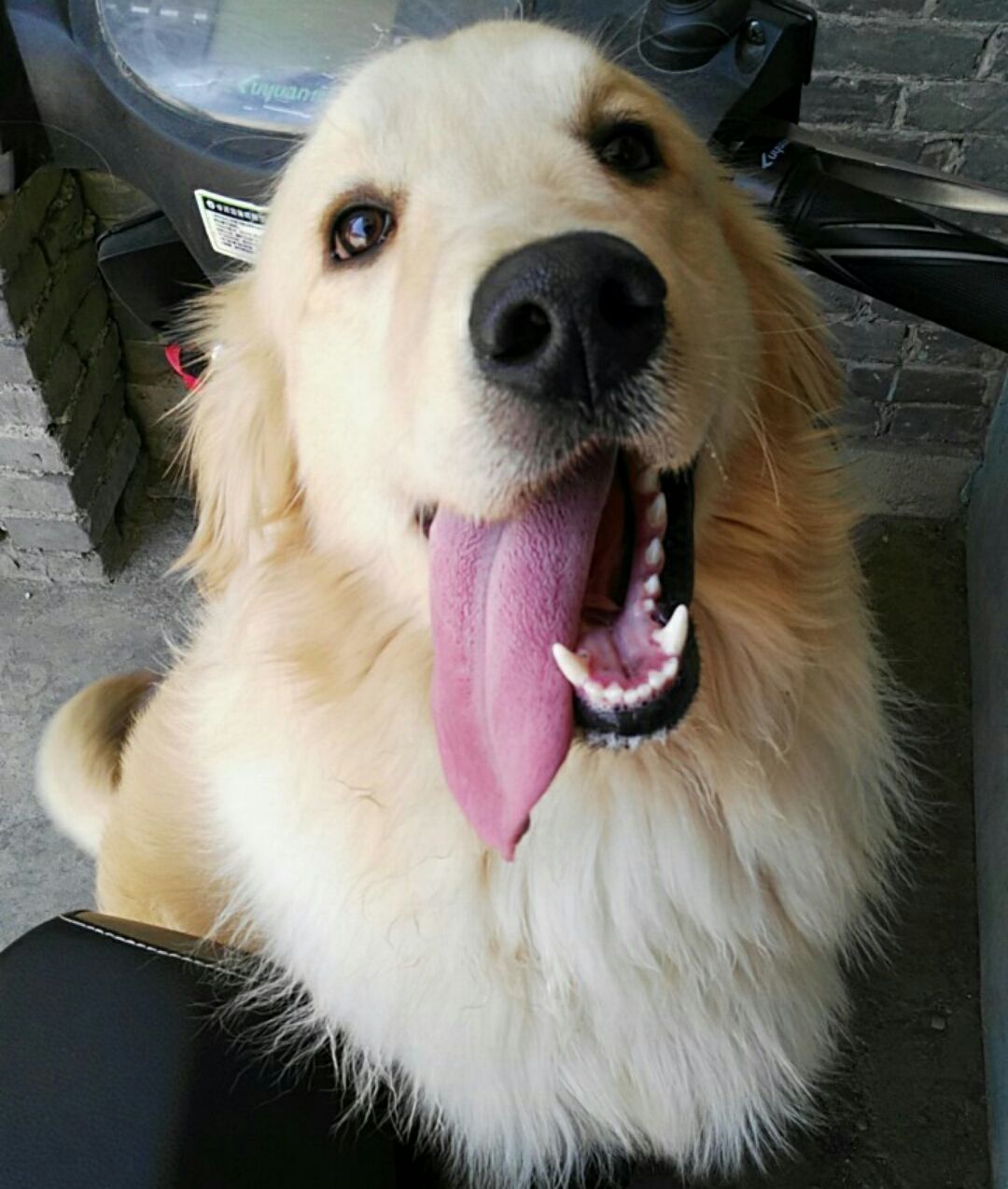 有爱心的浩浩嗒