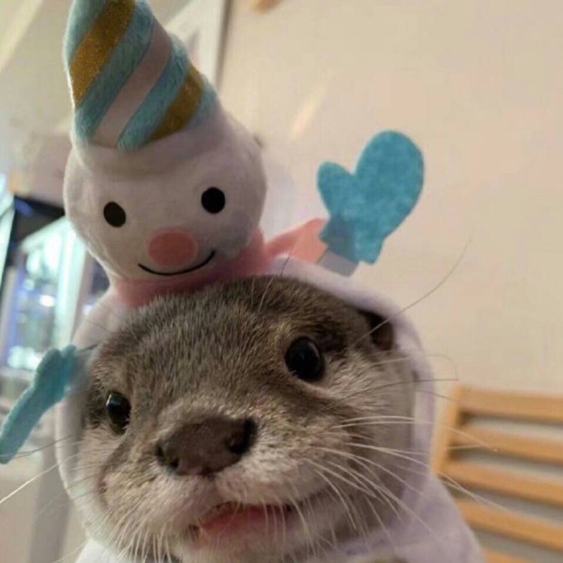 爱吃凤尾虾球的小南