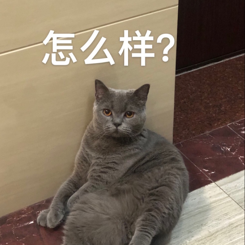 小小招财猫啾啾