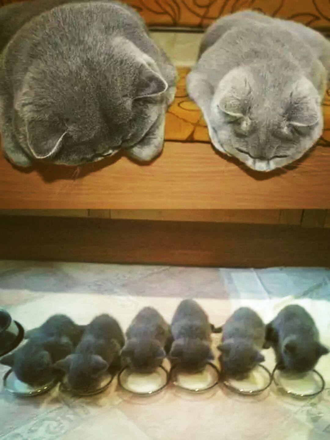 @二妹的爸比-freestyle