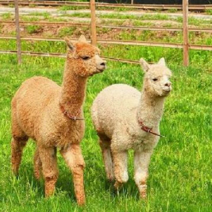 骏马奔腾路上奔