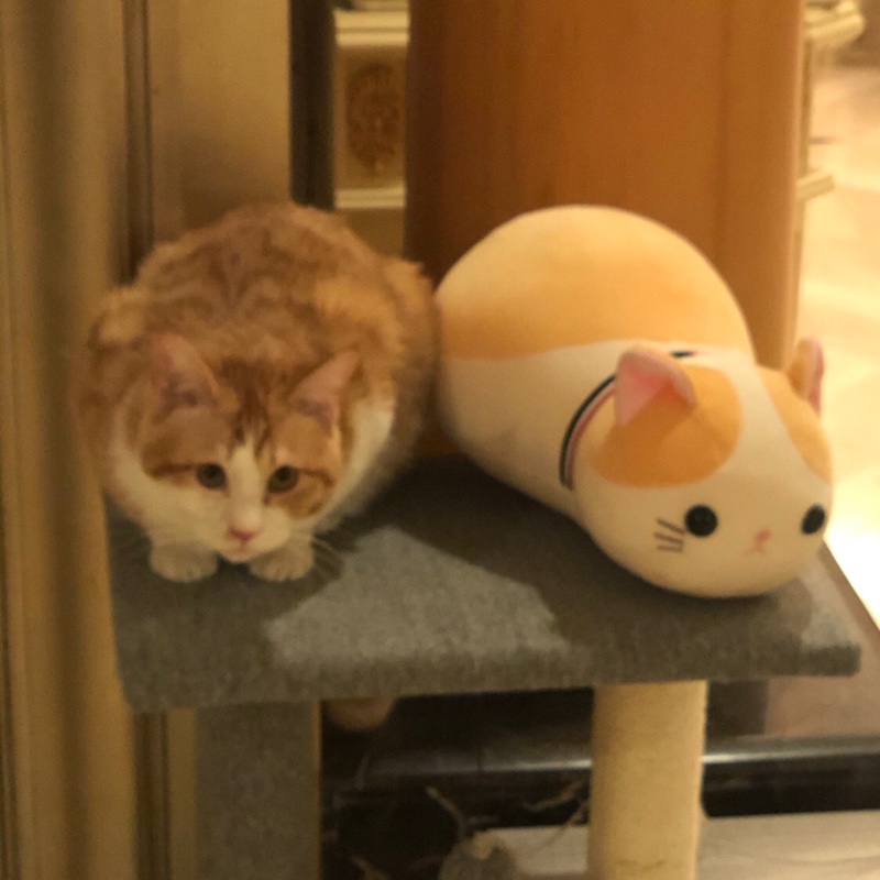 白生生的珍珠菜