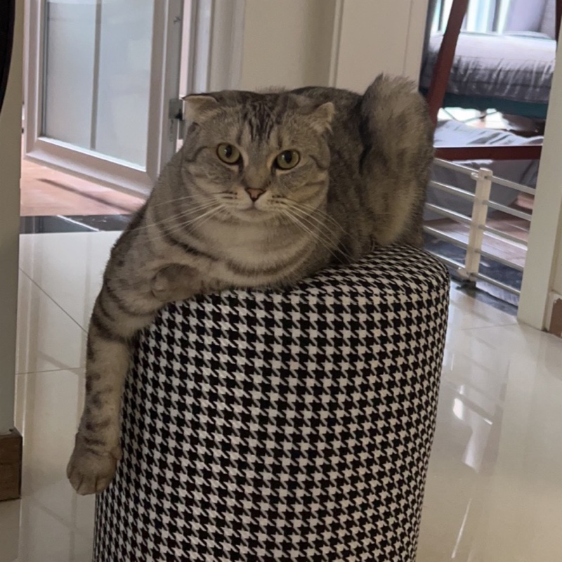 爱吃饼干的chalk