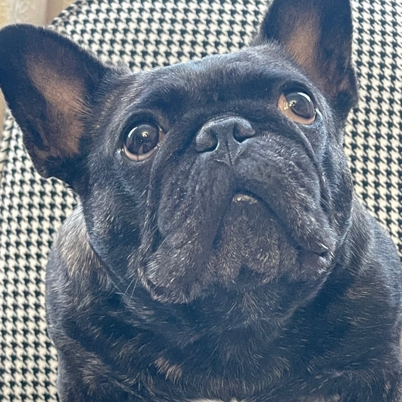 飞翔的比利(=^_^=)