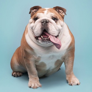 穿着围裙打鼓的工程师