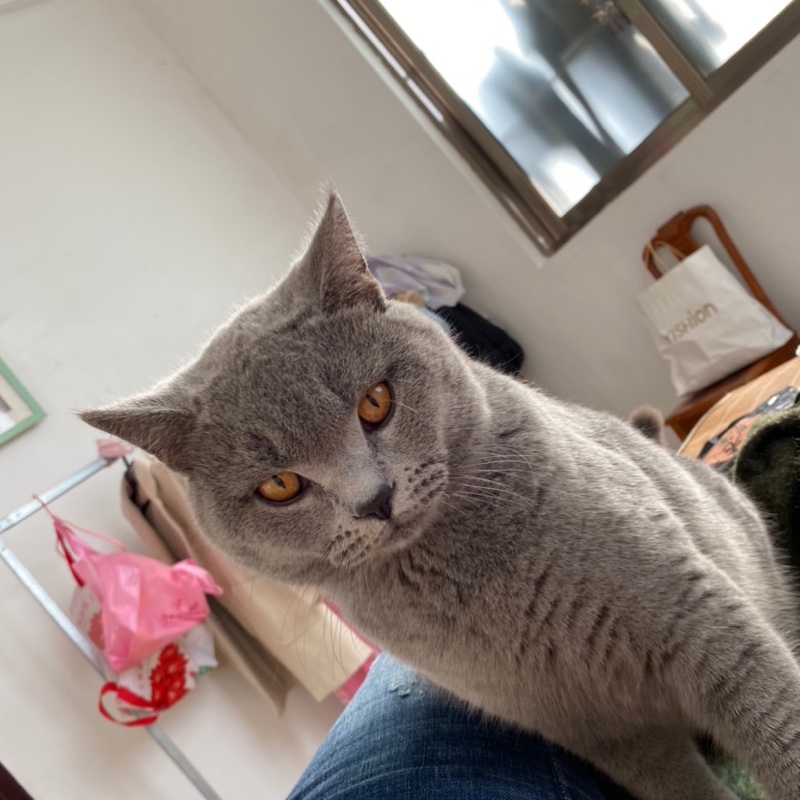 紫水晶色的乌姜