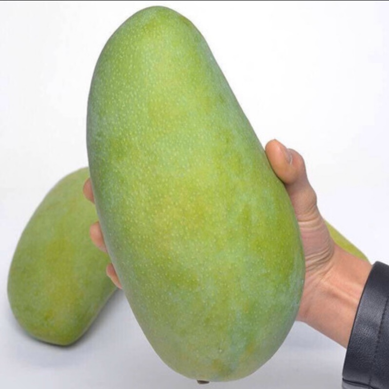 大芒果爱大西瓜