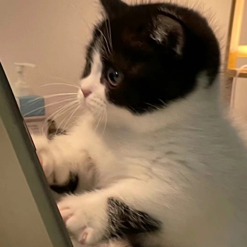 小能爱喝冰美式