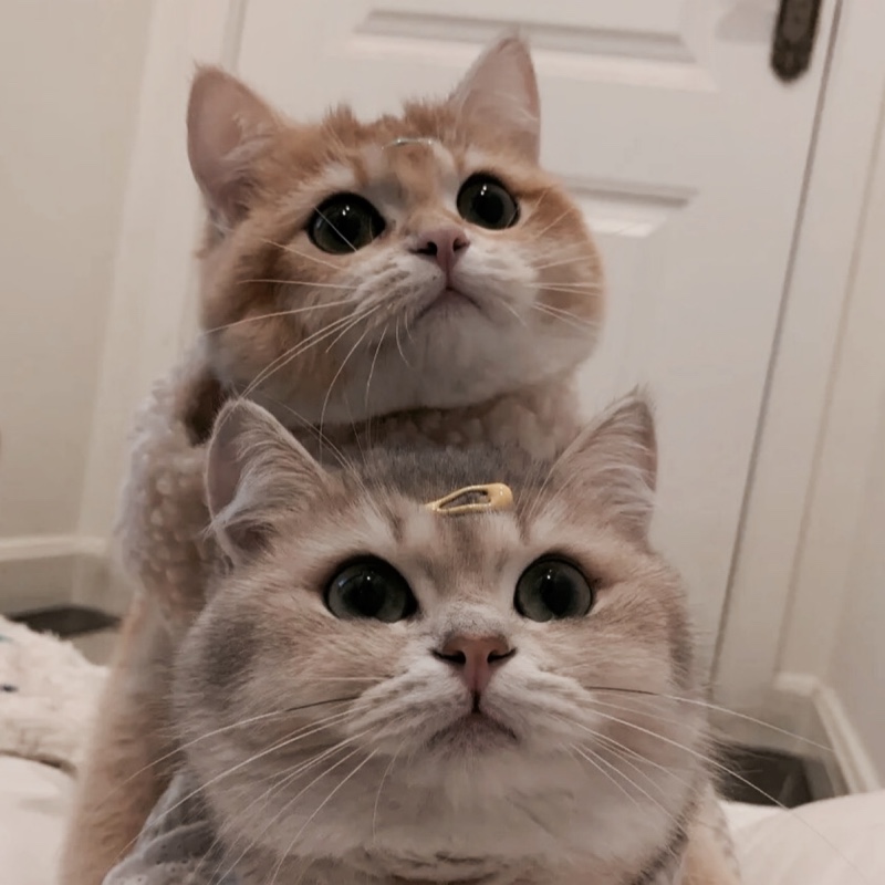 橙先生宇宙无敌