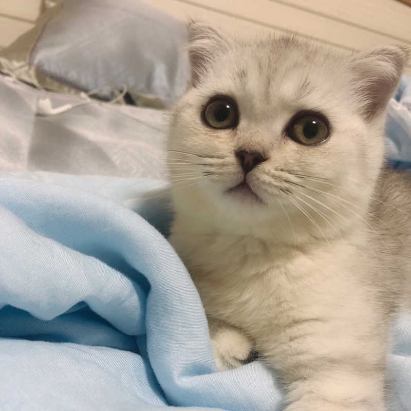 最近沉迷俊俊子