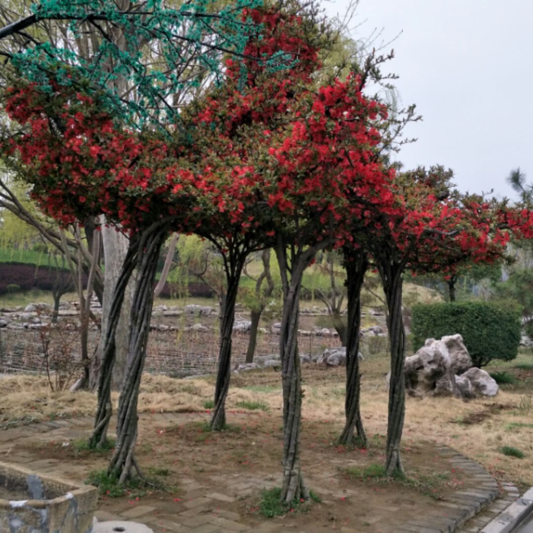 爱吃三丁包子的薰衣草湖水