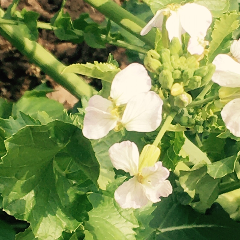 爱吃橙子螃蟹的小猫咪