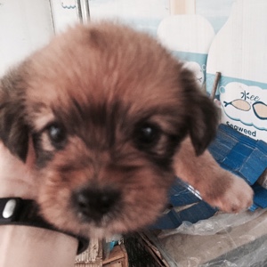 爱吃豆角烧肉的团团