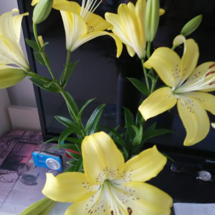 哈哈夏日很靠谱