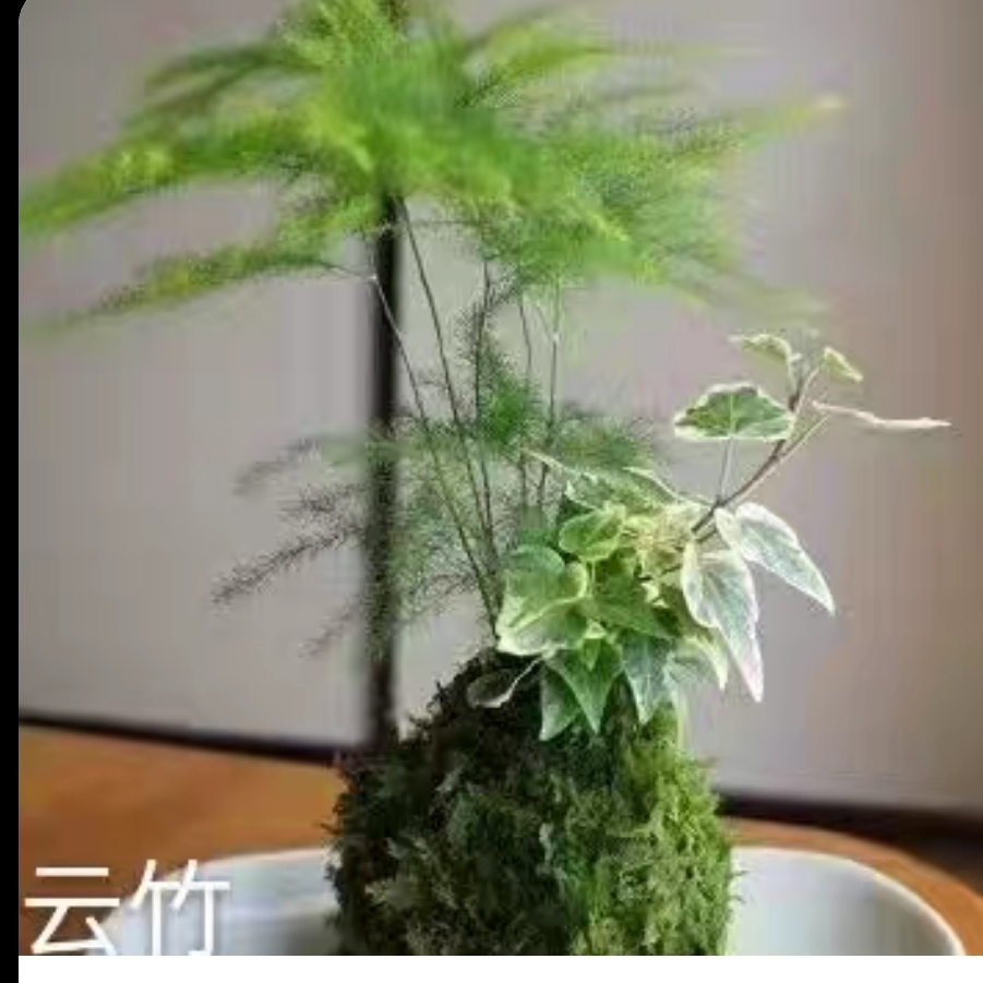秦岭香椿芽