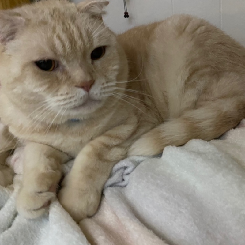 灰粉色的小貓咪