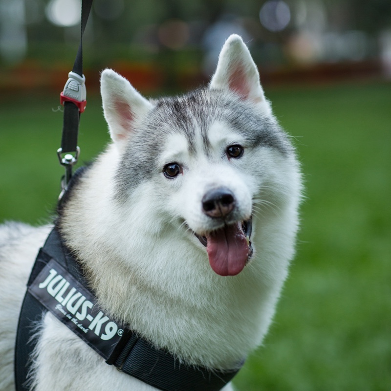 宮保是只哈士奇