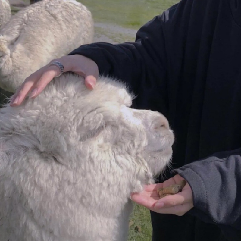 先生要往哪里去