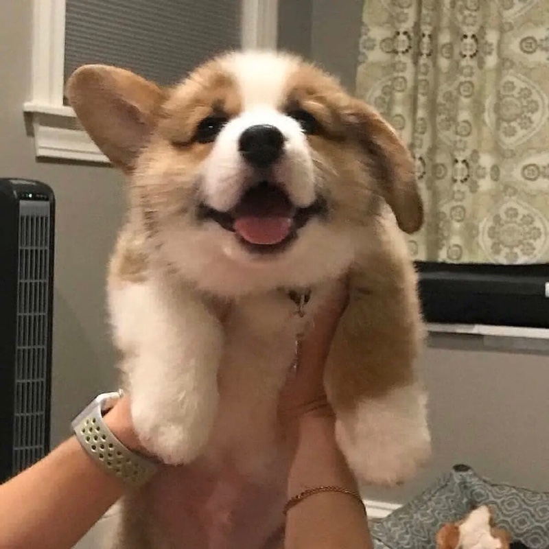 摇花手的美少女