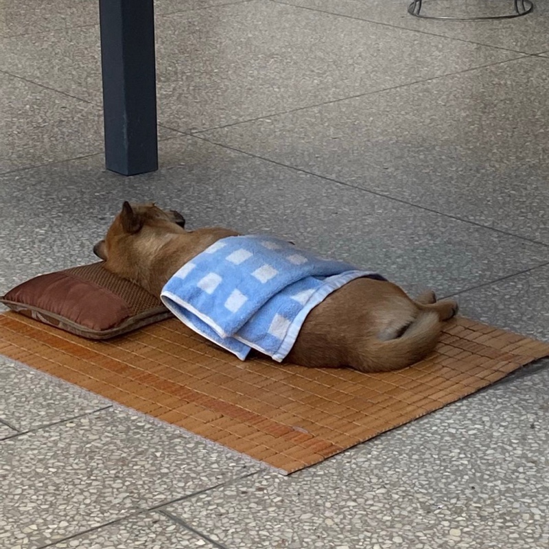 五颜六色的小黄鼠狼