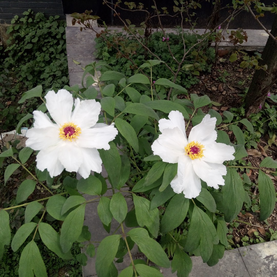 蓝盈盈的溪畔冬青