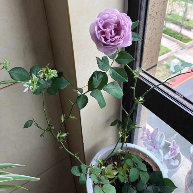 爱吃咸八宝粥的槟榔