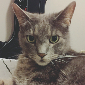 爱喝橘子汽水的屁桃