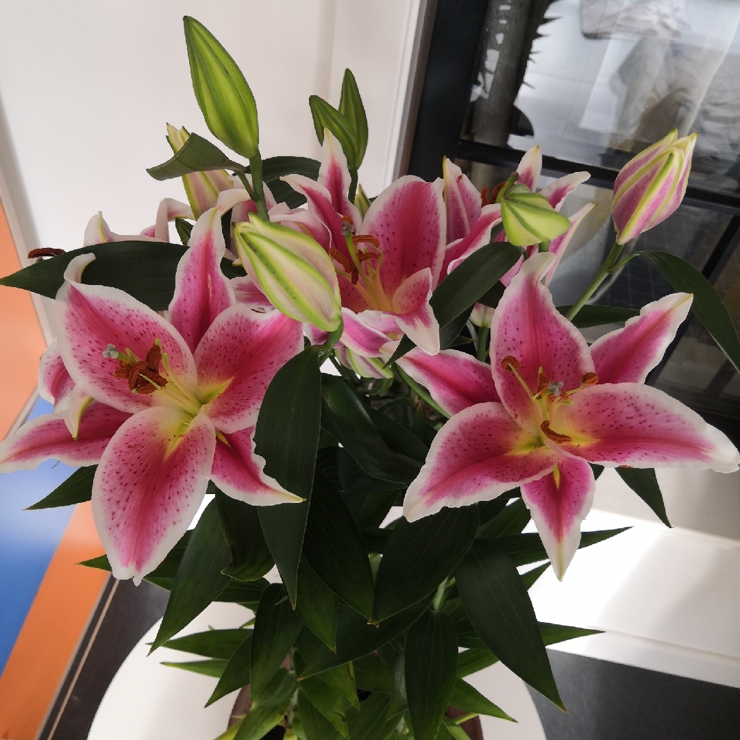 爱吃秘汁白肉的梦九li