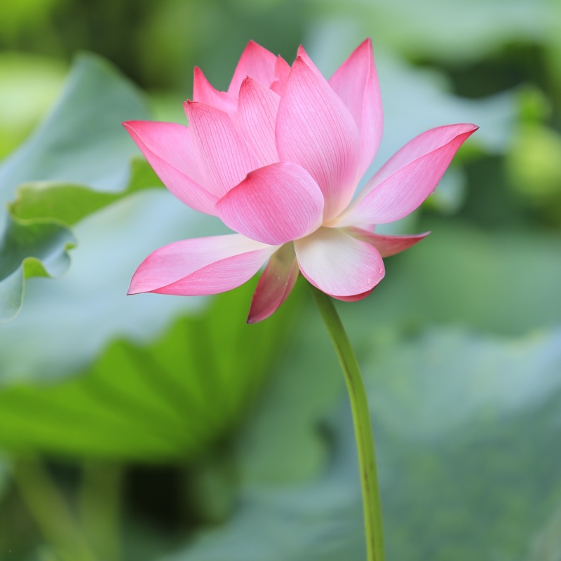 蓝灰色的绿叶碧桃